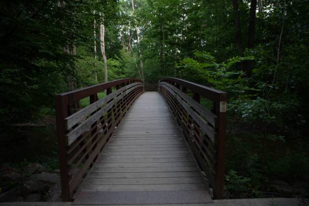istock Wooden bridge between green trees 1447083258
