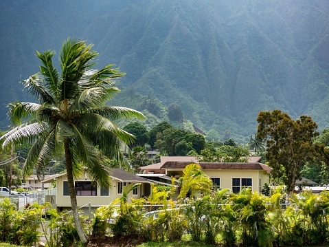 A beautiful shot of a palm tree with mountain valley and houses background in Oahu, Hawaii