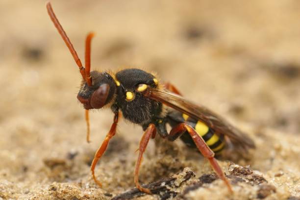 istock Closeup on a colorful red female orange-horned nomad bee, Nomada fulvicornis 1447083607