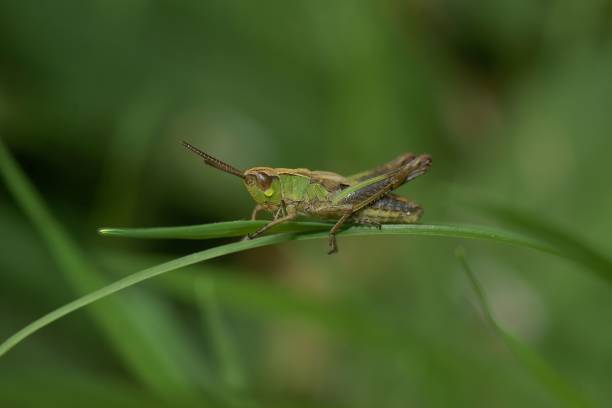 istock Closeup on the Common European Meadown grasshopper, Pseudochorthippus parallelus 1447083631