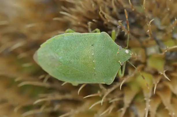 Closeup on an adult Mediterranean green Southern shieldbug, Nezara viridula, Rousson, sitting on a thistle