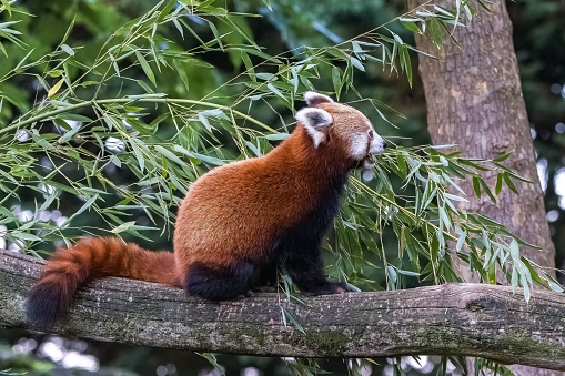 A red panda, Ailurus fulgens, eating bamboo