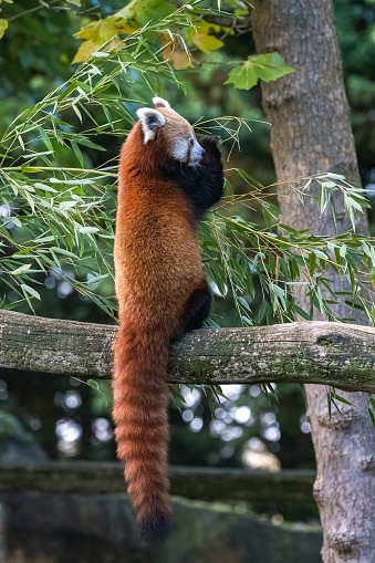 A red panda, Ailurus fulgens, eating bamboo