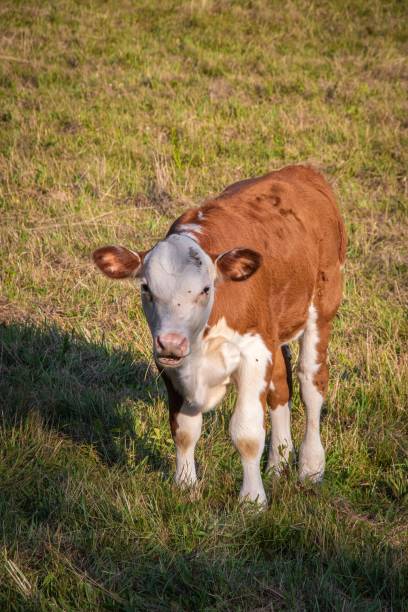 istock Cow in a field on a sunny morning 1447083788