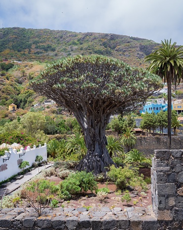 A vertical shot of the Tenerife Dragon Tree (Dracaena draco) in a garden and hill forests in the background