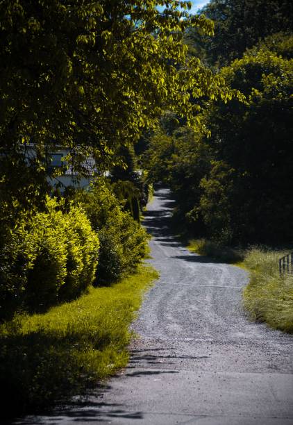 istock Vertical shot of an asphalt road through a green forest 1447083945