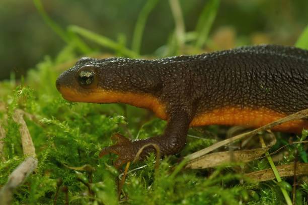 istock Closeup on a rough-skinned newt, Taricha granulosa sitting on green moss 1447084029