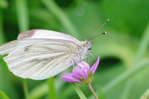 istock Closeup on a green-veined white, Pieris napi sitting with closed wings on a leaf 1447084036