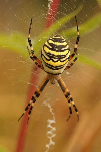 Vertical closeup on a colorful yellow striped Wasp mimicking spider, Argiope bruennichi in it's web ready to capture grasshoppers