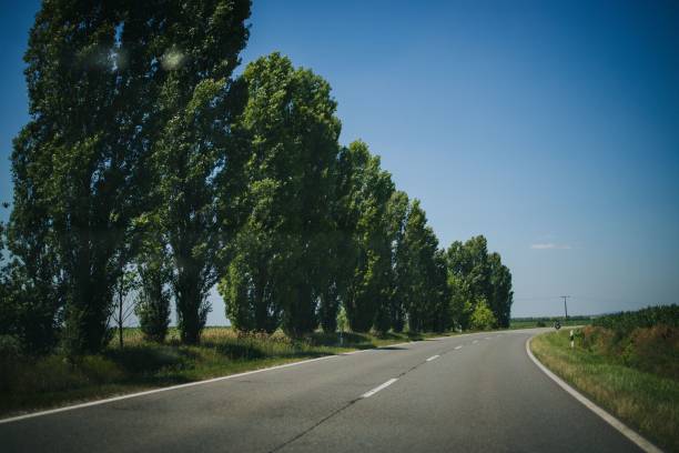 istock Long asphalt road through a field with green trees 1447084281
