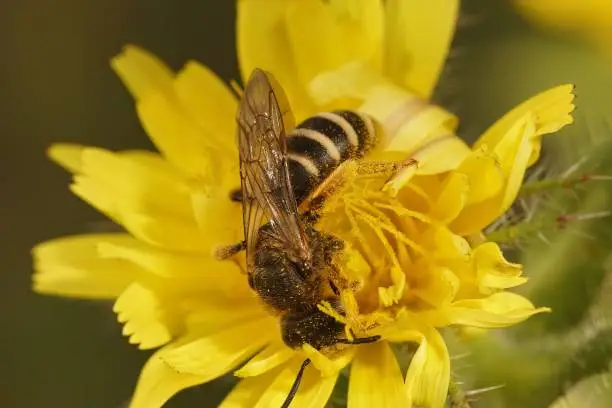 Closeup on a female end banded furrow bee, Halictus , collecting pollen in a yellow Picris flower