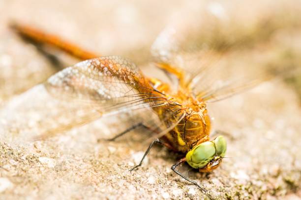 istock Macro shot of a dragonfly on the ground 1447084666