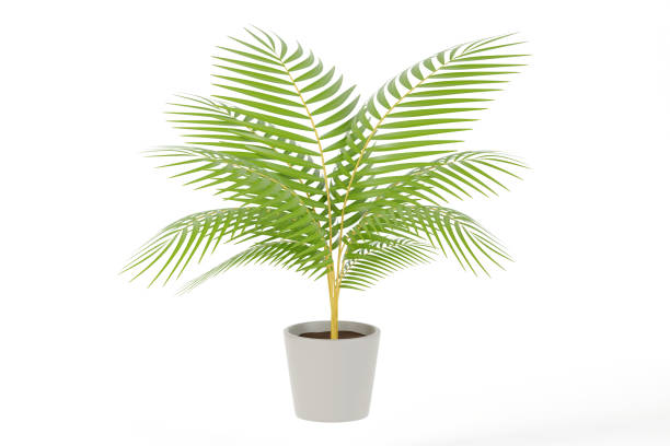 Realistic Yellow palm, Madagascar palm in gray pot on white background, 3D mock up. 3D render illustration.