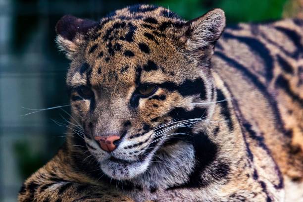istock Closeup shot of a Formosan clouded leopard 1447085410