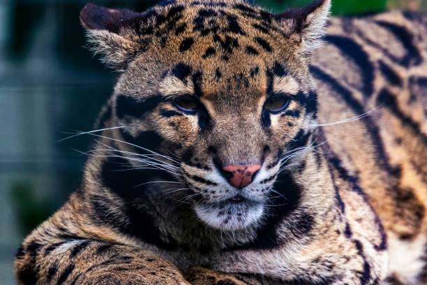 istock Closeup shot of a Formosan clouded leopard 1447085412