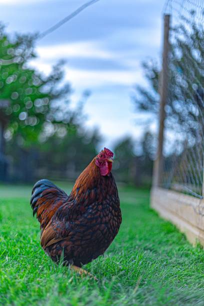 istock Closeup of a hen in a yard 1447085530