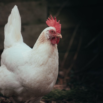 A closeup of a hen in a yard