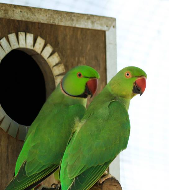 istock Male and female Rose ringed parakeet 1447085662