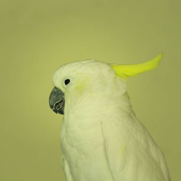 istock sulphurcrested cockatoo 1447085689