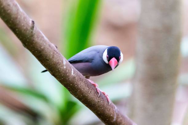 istock Closeup shot of a Padda of Java bird 1447085711