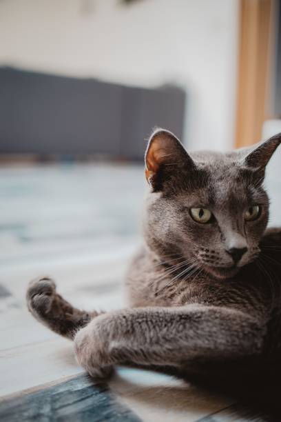 istock Lazy black cat lying on the ground 1447085875