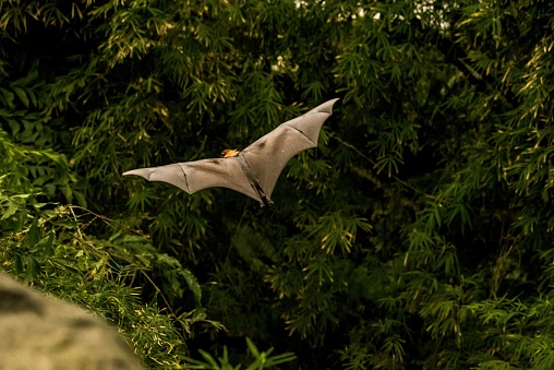 A Fruit Bat (Pteropus alecto) drops from a tree into flight in Queensland, Australia.
