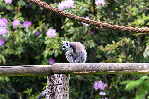 A selective focus shot of a lemur at zoo