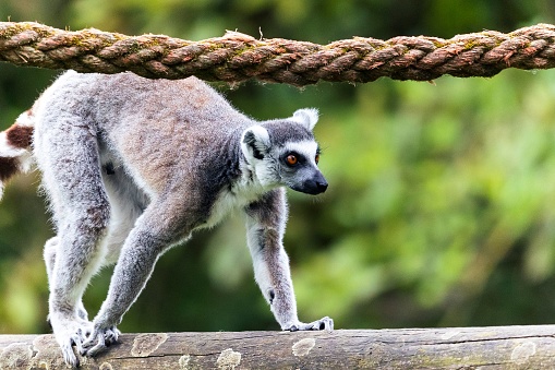 A selective focus shot of a lemur at zoo