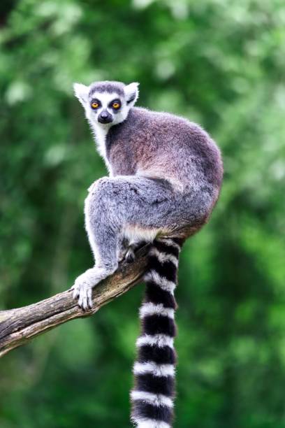 istock Vertical closeup of a lemur on a tree branch in a zoo 1447086635