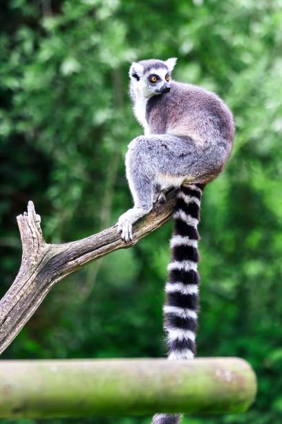 istock Vertical closeup of a lemur on a tree branch in a zoo 1447086637