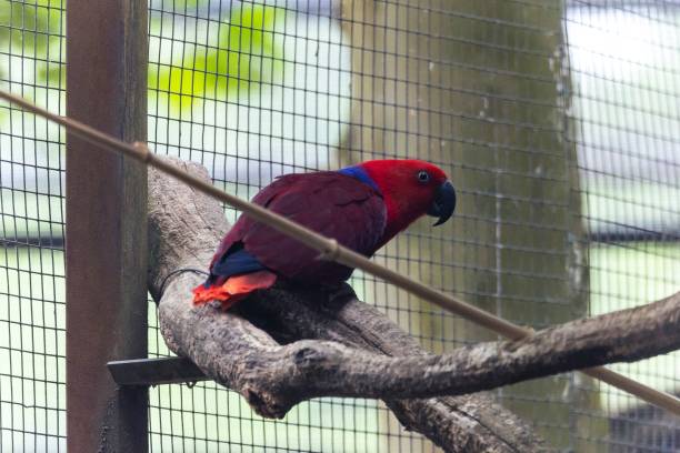 istock Closeup of an eclectus parrot (Eclectus roratus) perched on a tree branch in a zoo cage 1447086678
