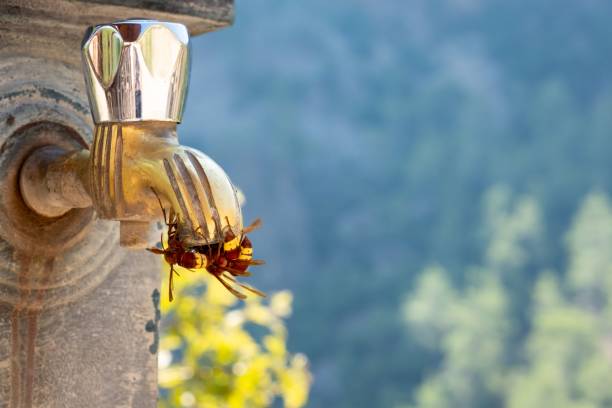 A street faucet clogged with brown objects on a blurred background