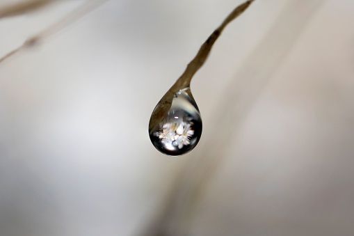 A macro shot of a water drop with a plant reflection