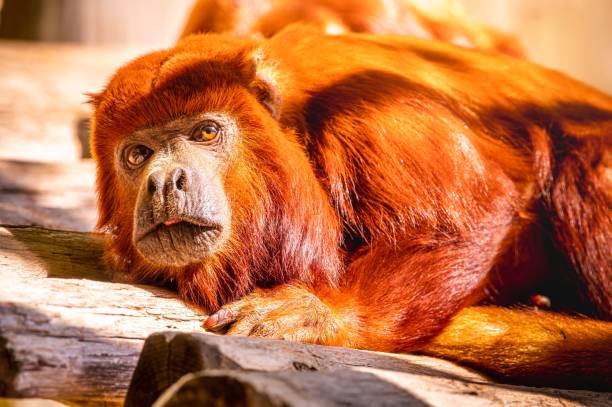 istock Golden lion monkey laying in a forest 1447087317
