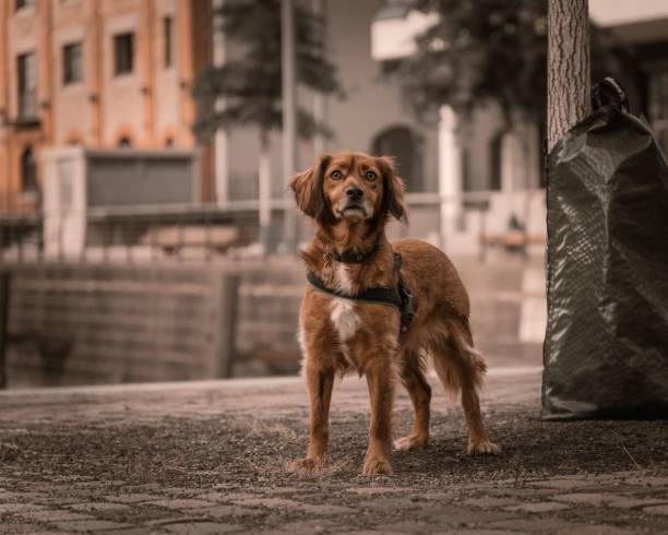 istock Adorable brown dog with a collar in a park 1447087472
