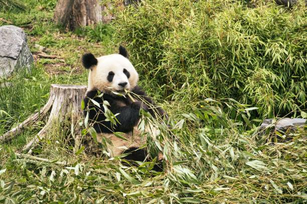 istock Big panda sitting on the grass and eating bamboo 1447087713
