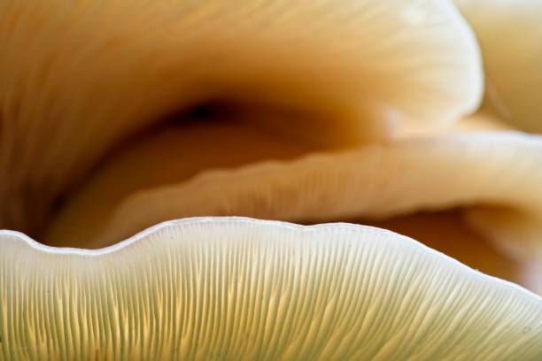 istock Closeup shot of mushrooms 1447087775
