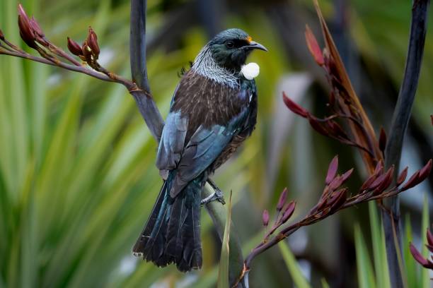istock Selective focus shot of tui (prosthemadera novaeseelandiae) 1447088375