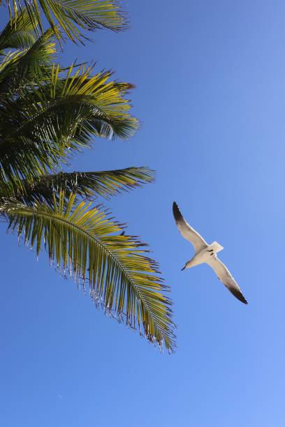 A seagull flying by a palm tree against a blue sky on a sunny day