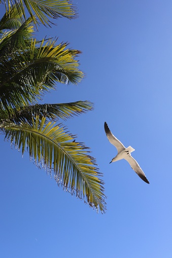 A seagull flying by a palm tree against a blue sky on a sunny day