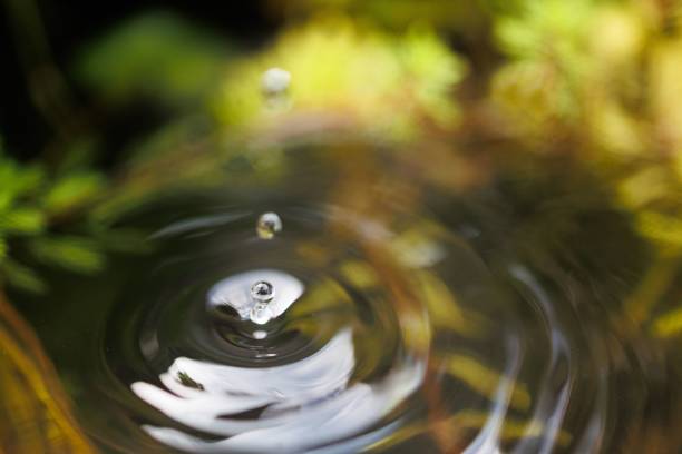 Rain drops falling onto bushes in a South African Game Reserve.