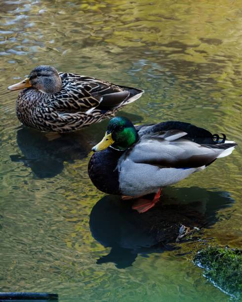 istock Pair of ducks standing on the lake 1447088816