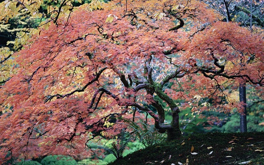 An autumn day looking at colorful Japanese Maple Trees at the Portland Japanese Garden. A foot path that goes through the garden can be seen. This is located in the Pacific Northwest in in Portland, Oregon.