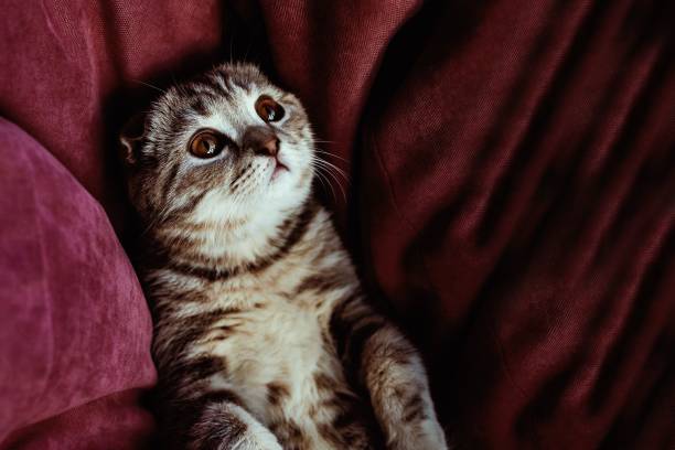 istock Top view of a cute cat lying on his back between the red sofa 1447089073