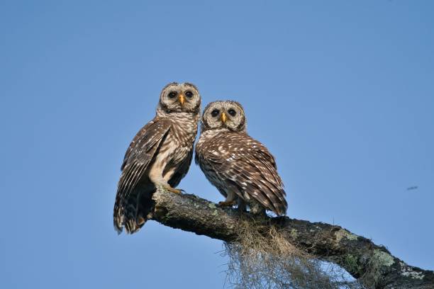 Barred Owl Pictures | Download Free Images on Unsplash