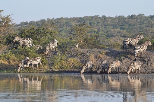 A group of zebras in lake Mburo National park in Uganda