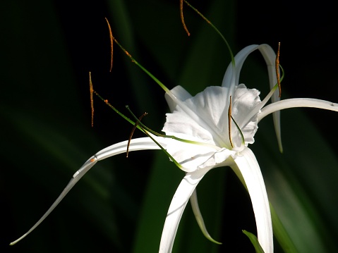 A closeup shot of a beach spider lily blossoming in the garden
