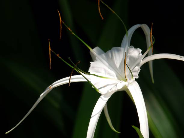 Closeup shot of a beach spider lily blossoming in the garden A closeup shot of a beach spider lily blossoming in the garden spider lily stock pictures, royalty-free photos & images