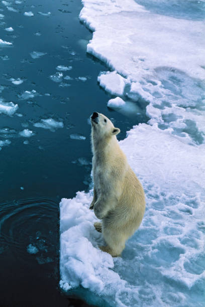 istock Curious Polar bear standing on two legs 1447089427