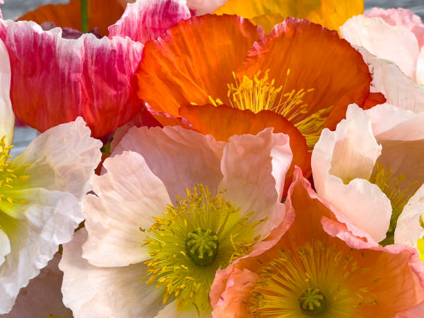 primo piano del bouquet di papavero colorato - poppy pink close up cut flowers foto e immagini stock